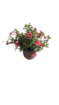 Fuchsia Bella Assorted 15 cm