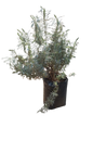 Lavandula Augustifolia 10L