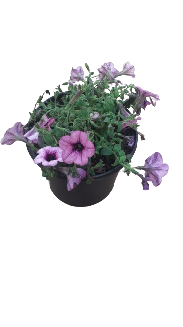 Petunia Assorted 17cm