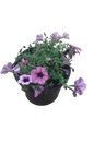 Petunia Assorted 17cm