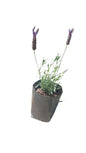 Lavandula Stoechas 2.5L