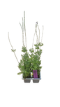 Lavender Multifida Seedlings - 6 Pack