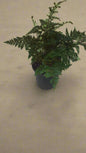 Rumohra adiantiformis (Leather Leaf Fern) 17cm