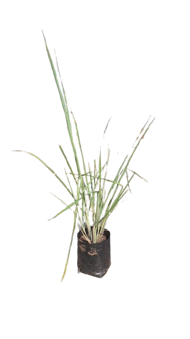 Lemon Grass 4L
