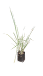 Lemon Grass 4L