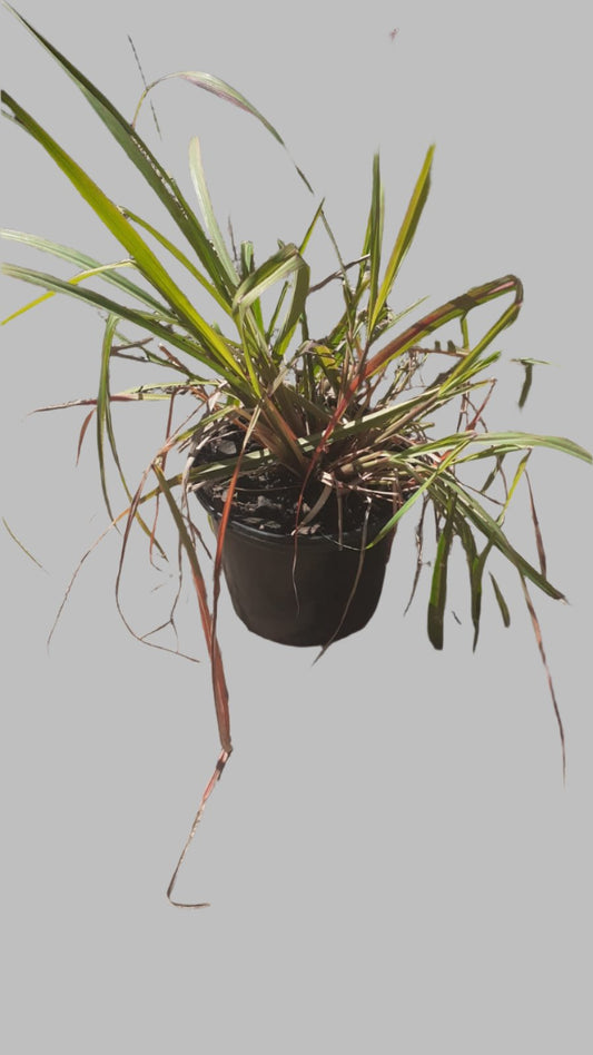 Cymbopogon Citratus (Lemon Grass) 17cm