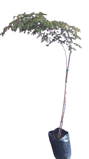 Libidibia Ferrea 20L (leopoard Tree) Ceasalpinia Ferrea