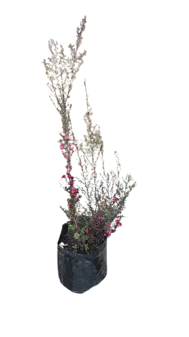 Leptospermum (Tea Bush) 5l Various Colour
