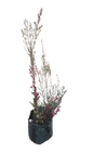 Leptospermum (Tea Bush) 5l Various Colour