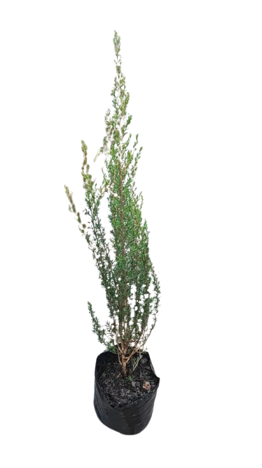 Leptospermum (Tea Bush) 5l Various Colour