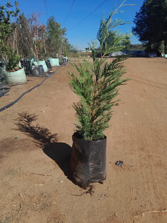 Cupressus Leylandi 10L