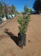 Cupressus Leylandi 10L