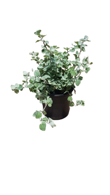 Helichrysum Licorice 17cm