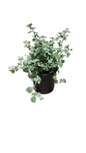 Helichrysum Licorice 17cm