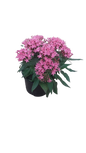 Pentas Star Assorted 15cm