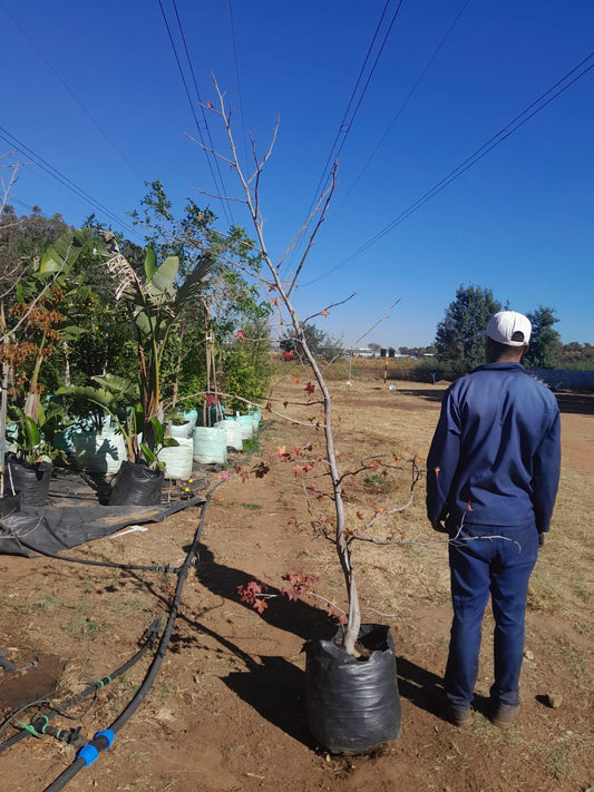 Liquidambar styraciflua 40L