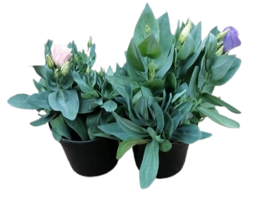 Lisianthus 14cm