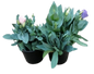 Lisianthus 14cm