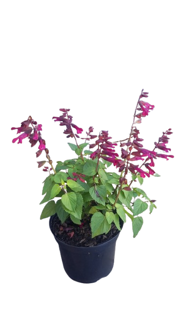 Salvia Various 19cm