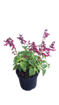Salvia Various 19cm