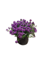 Lobularia Easy Breeze Purple 17cm