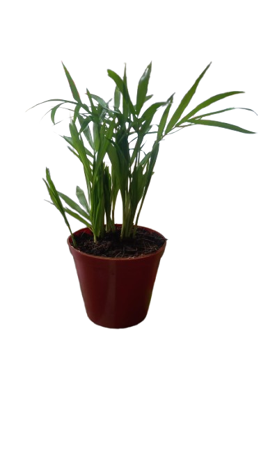 Chamaedorea Elegans 'Love Palm' 9cm