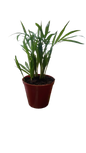 Chamaedorea Elegans 'Love Palm' 9cm
