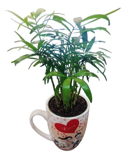 Valentine Love Palm Cup