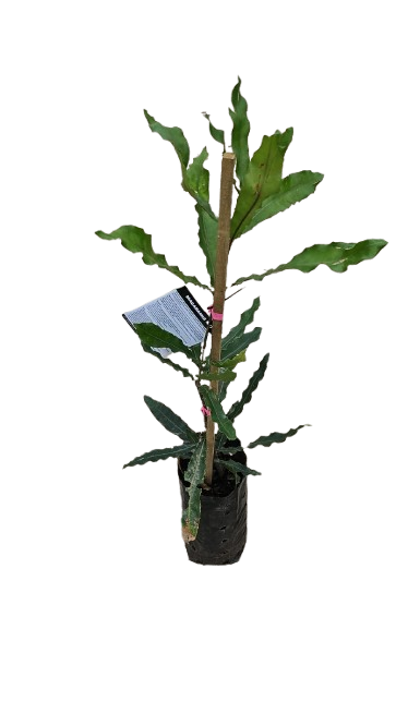 Macadamia Beaumont 5L