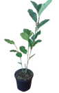 Magnolia Soulangeana 17cm