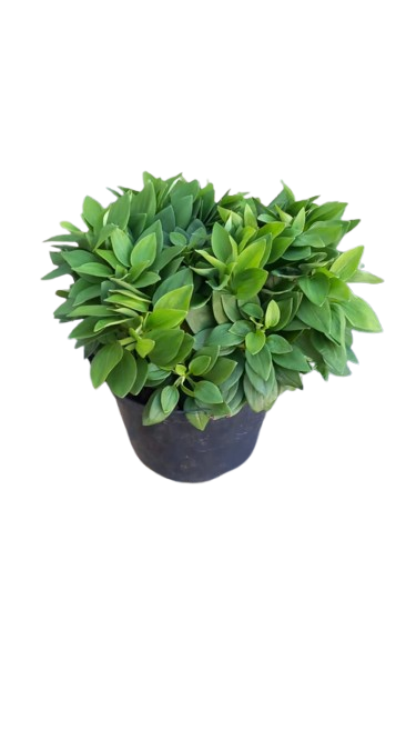 Alstroemeria Inticancha Various 21cm