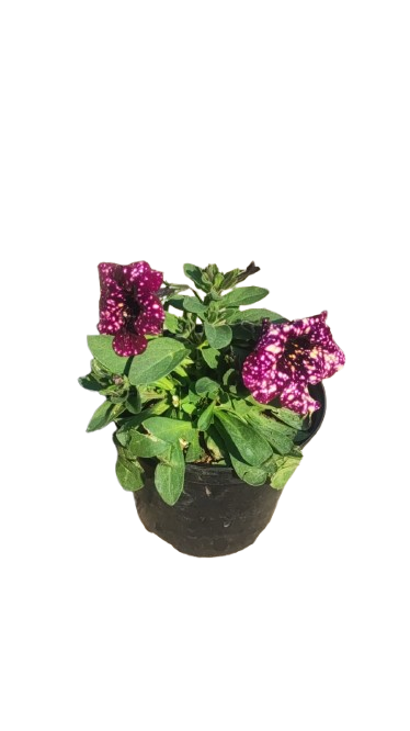 Petunia Various Colour 15cm