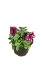 Petunia Various Colour 15cm