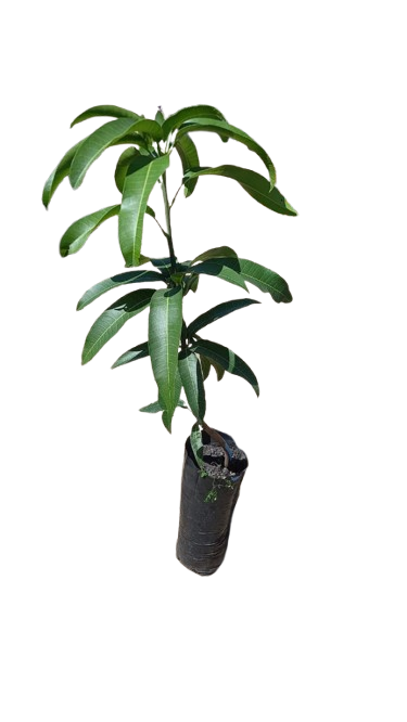 Mango Joa 5l