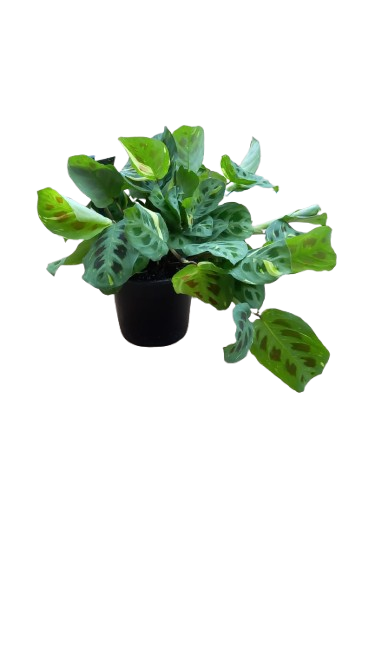 Marantha leuconeura varigated 14CM
