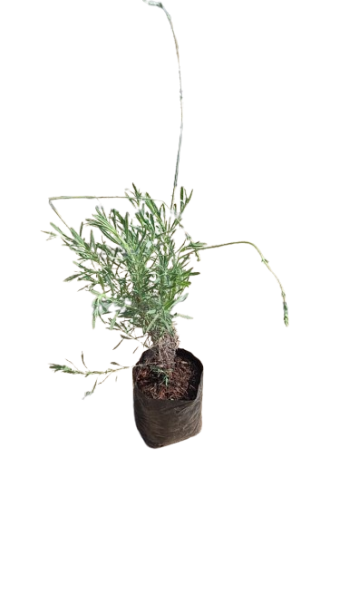 Lavender Margaret Roberts  3L
