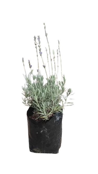 Lavender Various 2.5L