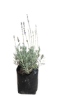 Lavender Various 2.5L