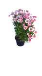Argyranthemum Assorted 17cm