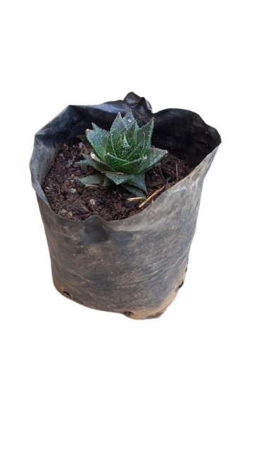 Haworthiopsis limifolia (Matitibala Plant) 2L