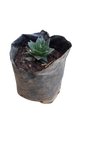 Haworthiopsis limifolia (Matitibala Plant) 2L