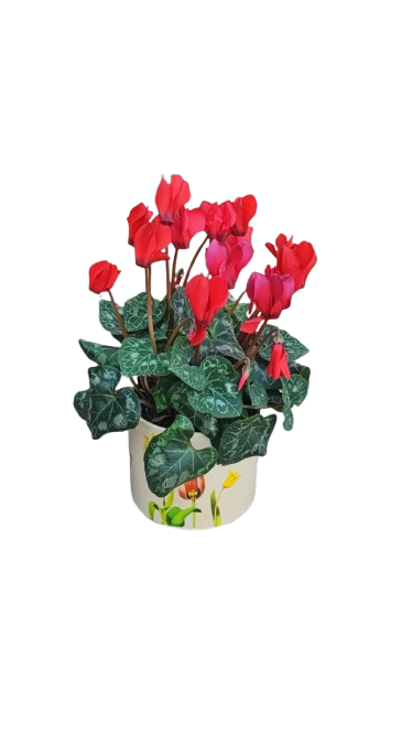 Cyclamen in Floral ceramic pot