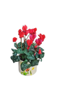 Cyclamen in Floral ceramic pot