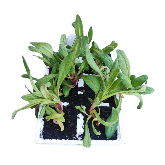 Mesembryanthemum - 6 Pack Seedling Tray