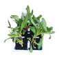 Mesembryanthemum - 6 Pack Seedling Tray