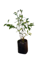 Michelia Fuscata - Port Wine Magnolia 10L