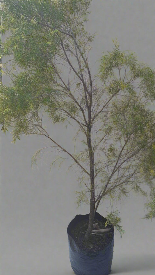 Ochna Serrulata 20L