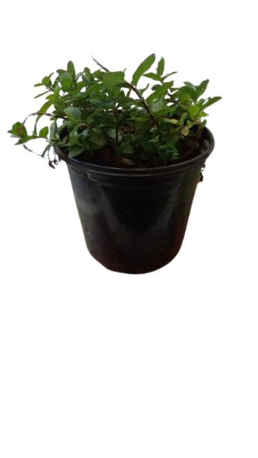 Mint (Mentha Spicata) 15cm