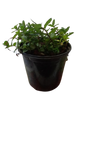 Mint (Mentha Spicata) 15cm