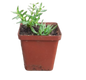 Mixed Succulent 12CM